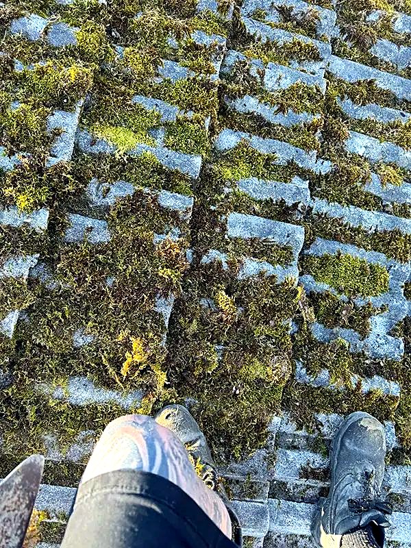 Heavy moss on a roof before cleaning